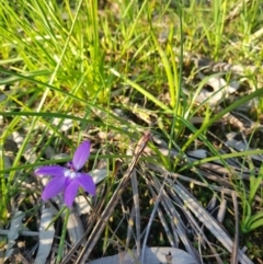 Glossodia major (Wax Lip Orchid) at Albury - 14 Sep 2020 by erika