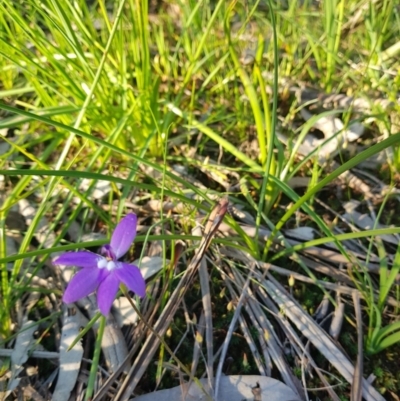 Glossodia major (Wax Lip Orchid) at Albury - 14 Sep 2020 by erika