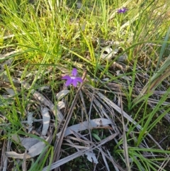 Glossodia major at West Albury, NSW - 15 Sep 2020