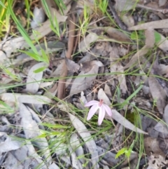 Caladenia sp. (A Caladenia) at Nail Can Hill - 14 Sep 2020 by erika