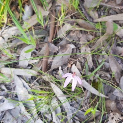 Caladenia sp. (A Caladenia) at West Albury, NSW - 14 Sep 2020 by erika