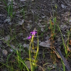 Glossodia major (Wax Lip Orchid) at Nail Can Hill - 14 Sep 2020 by erika
