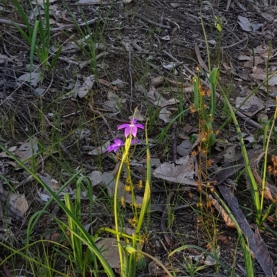 Glossodia major (Wax Lip Orchid) at Nail Can Hill - 14 Sep 2020 by erika
