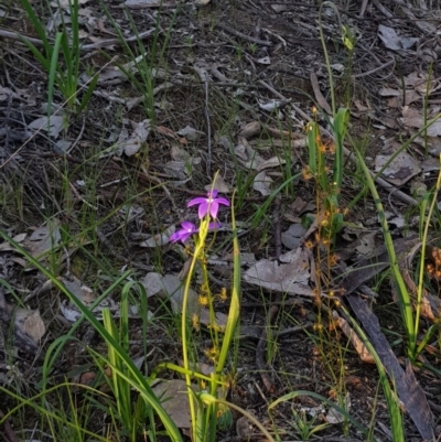 Glossodia major (Wax Lip Orchid) at Albury, NSW - 14 Sep 2020 by erika