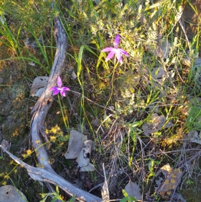 Glossodia major (Wax Lip Orchid) at Nail Can Hill - 14 Sep 2020 by erika