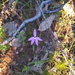 Glossodia major (Wax Lip Orchid) at West Albury, NSW - 14 Sep 2020 by erika