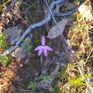 Glossodia major at West Albury, NSW - suppressed