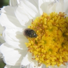 Dermestidae sp. (family) (Dermestid, carpet or hide beetles) at Macarthur, ACT - 15 Sep 2020 by RodDeb