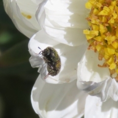 Dermestidae sp. (family) at Macarthur, ACT - 15 Sep 2020