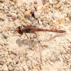 Diplacodes bipunctata (Wandering Percher) at Kama - 15 Sep 2020 by Roger