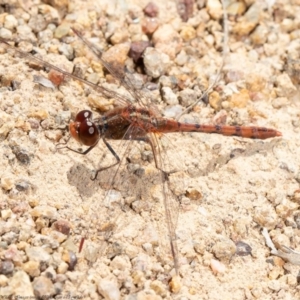 Diplacodes bipunctata at Molonglo River Reserve - 15 Sep 2020