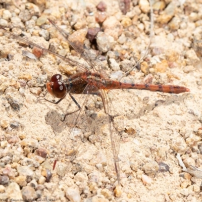 Diplacodes bipunctata (Wandering Percher) at Hawker, ACT - 15 Sep 2020 by Roger