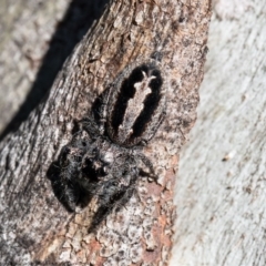 Sandalodes superbus (Ludicra Jumping Spider) at Kama - 15 Sep 2020 by Roger