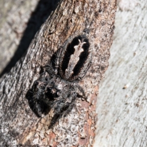 Sandalodes superbus at Molonglo River Reserve - 15 Sep 2020