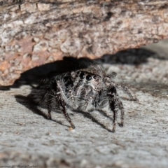 Sandalodes superbus at Molonglo River Reserve - 15 Sep 2020