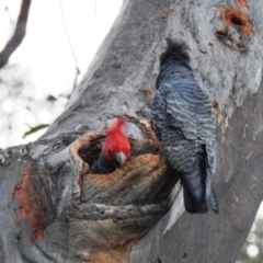 Callocephalon fimbriatum (Gang-gang Cockatoo) at GG173 - 15 Sep 2020 by HelenCross