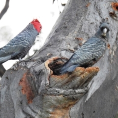 Callocephalon fimbriatum at Acton, ACT - suppressed