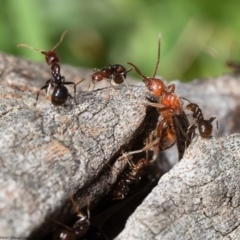 Papyrius nitidus (Shining Coconut Ant) at Holt, ACT - 15 Sep 2020 by Roger