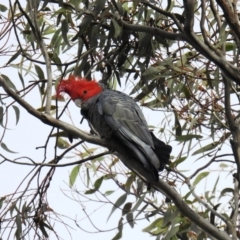 Callocephalon fimbriatum (Gang-gang Cockatoo) at Kambah, ACT - 15 Sep 2020 by HelenCross