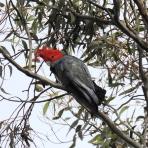 Callocephalon fimbriatum at Kambah, ACT - 15 Sep 2020