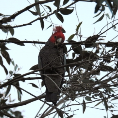 Callocephalon fimbriatum (Gang-gang Cockatoo) at ANBG - 15 Sep 2020 by HelenCross