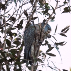 Callocephalon fimbriatum at Acton, ACT - suppressed