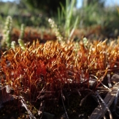 Ditrichaceae at City Renewal Authority Area - 15 Sep 2020 by JanetRussell