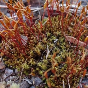 Ditrichaceae at Reid, ACT - 15 Sep 2020