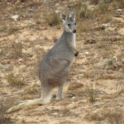 Osphranter robustus (Wallaroo) at Gigerline Nature Reserve - 12 Sep 2020 by Liam.m