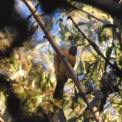 Pachycephala olivacea (Olive Whistler) at Paddys River, ACT - 28 Jun 2020 by Liam.m