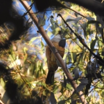 Pachycephala olivacea (Olive Whistler) at Tidbinbilla Nature Reserve - 27 Jun 2020 by Liam.m