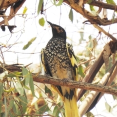 Anthochaera phrygia (Regent Honeyeater) at Watson Woodlands - 15 Jan 2020 by Liam.m