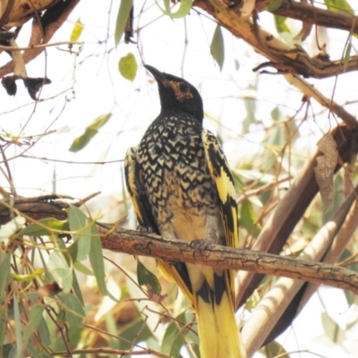 Anthochaera phrygia (Regent Honeyeater) at Watson, ACT - 15 Jan 2020 by Liam.m