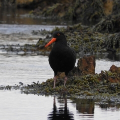 Haematopus fuliginosus (Sooty Oystercatcher) at Batemans Marine Park - 12 Sep 2020 by MatthewFrawley