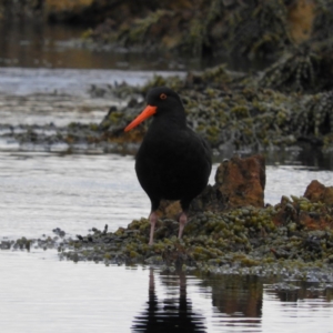 Haematopus fuliginosus at Long Beach, NSW - 13 Sep 2020