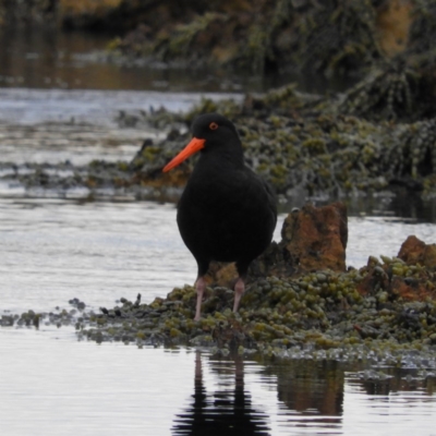 Haematopus fuliginosus (Sooty Oystercatcher) at Long Beach, NSW - 12 Sep 2020 by MatthewFrawley