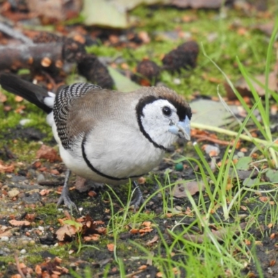 Stizoptera bichenovii (Double-barred Finch) at Pialligo, ACT - 15 Mar 2020 by Liam.m