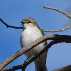 Microeca fascinans (Jacky Winter) at Paddys River, ACT - 14 Jun 2019 by Liam.m