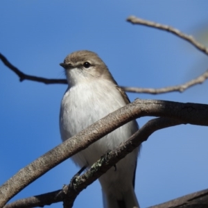 Microeca fascinans at Paddys River, ACT - 15 Jun 2019