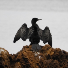 Phalacrocorax sulcirostris (Little Black Cormorant) at Long Beach, NSW - 13 Sep 2020 by MatthewFrawley