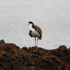 Vanellus miles (Masked Lapwing) at Long Beach, NSW - 13 Sep 2020 by MatthewFrawley