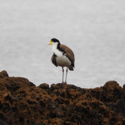 Vanellus miles (Masked Lapwing) at Long Beach, NSW - 12 Sep 2020 by MatthewFrawley