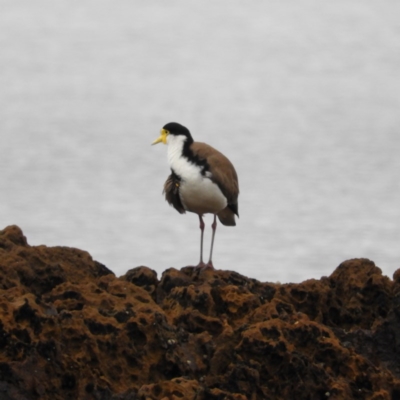 Vanellus miles (Masked Lapwing) at Batemans Marine Park - 12 Sep 2020 by MatthewFrawley