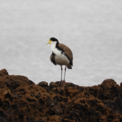 Vanellus miles (Masked Lapwing) at Long Beach, NSW - 12 Sep 2020 by MatthewFrawley