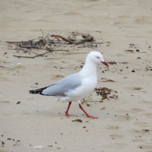 Chroicocephalus novaehollandiae at Long Beach, NSW - 14 Sep 2020