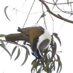 Entomyzon cyanotis (Blue-faced Honeyeater) at Curtin, ACT - 3 Aug 2020 by Liam.m