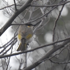 Gavicalis virescens (Singing Honeyeater) at Franklin, ACT - 3 Jul 2020 by Liam.m