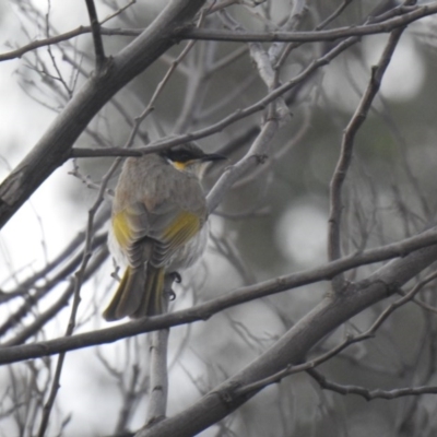 Gavicalis virescens (Singing Honeyeater) at Franklin, ACT - 2 Jul 2020 by Liam.m