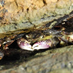 Leptograpsus variegatus (Purple Rock Crab) at Batemans Marine Park - 14 Sep 2020 by MatthewFrawley