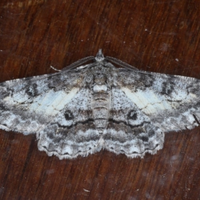 Cleora displicata (A Cleora Bark Moth (Boarmiini) at Ainslie, ACT - 14 Sep 2020 by jb2602
